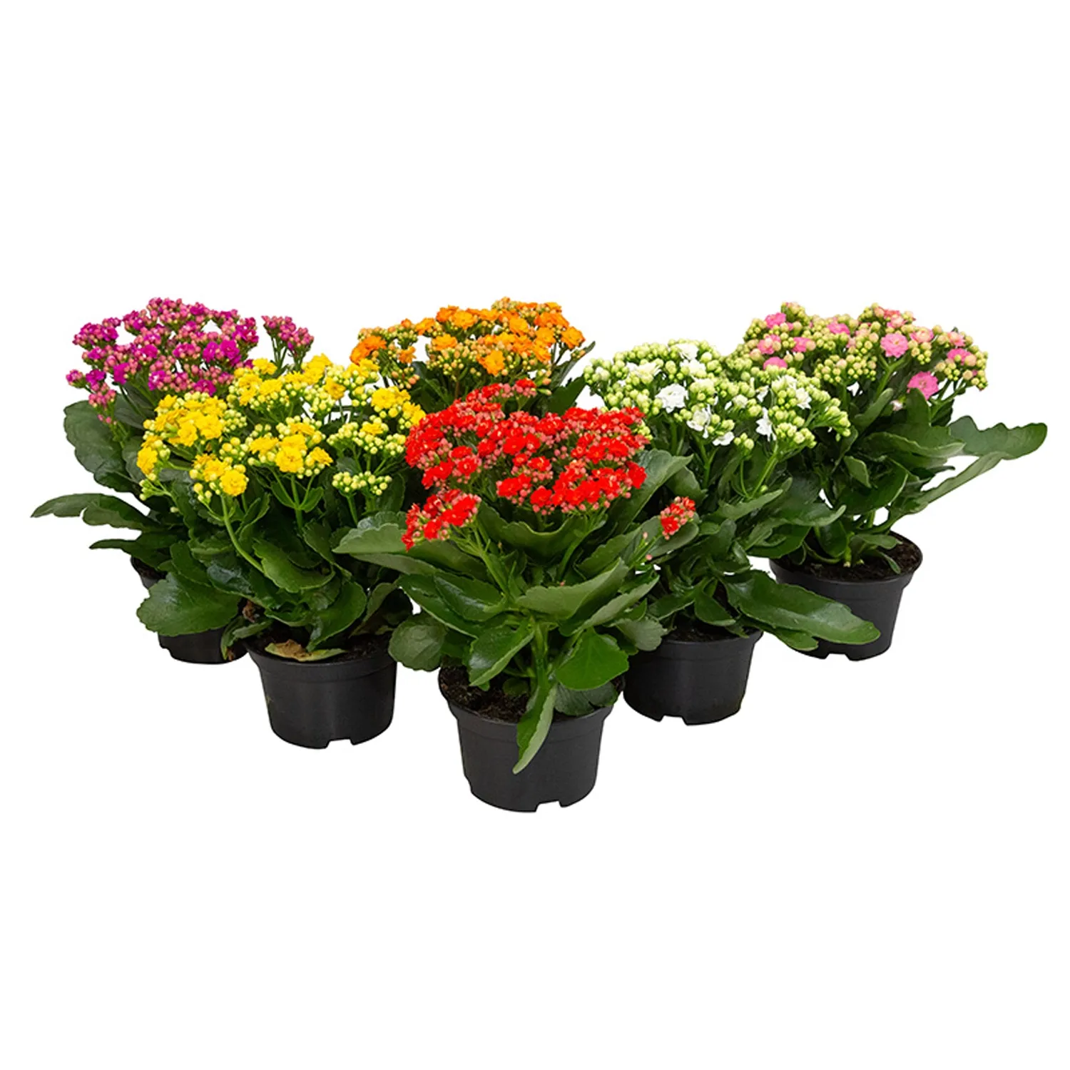 Kalanchoe Dobrado Planta Natural Pote 15
